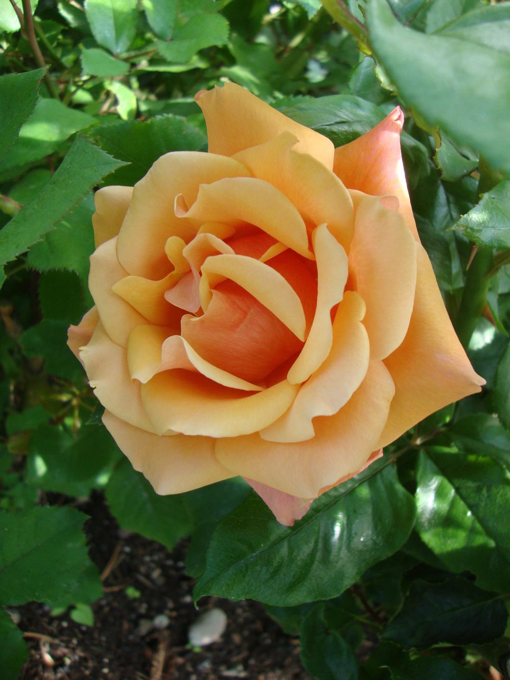 Photo of Rose (Rosa 'Tuscan Sun') uploaded by Paul2032