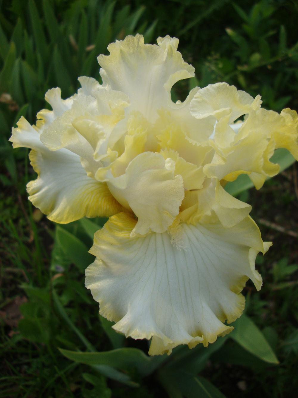 Photo of Border Bearded Iris (Iris 'Dear Diary') uploaded by Paul2032
