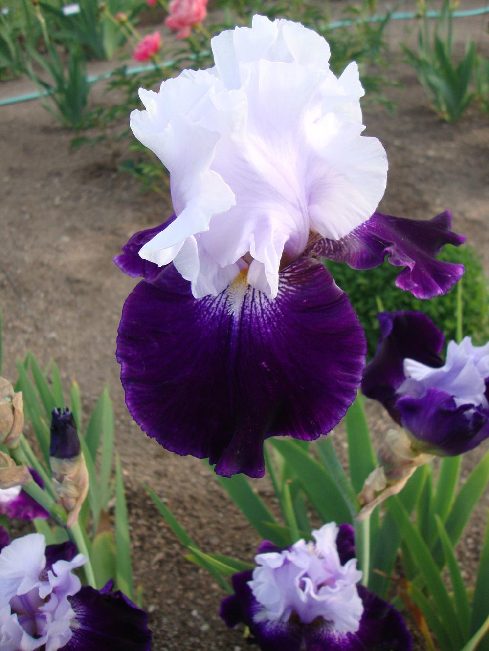 Photo of Tall Bearded Iris (Iris 'Royal Storm') uploaded by Paul2032