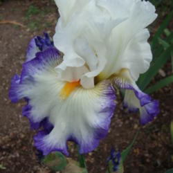Location: Pleasant Grove, Utah
Date: 2012-05-23
In my garden