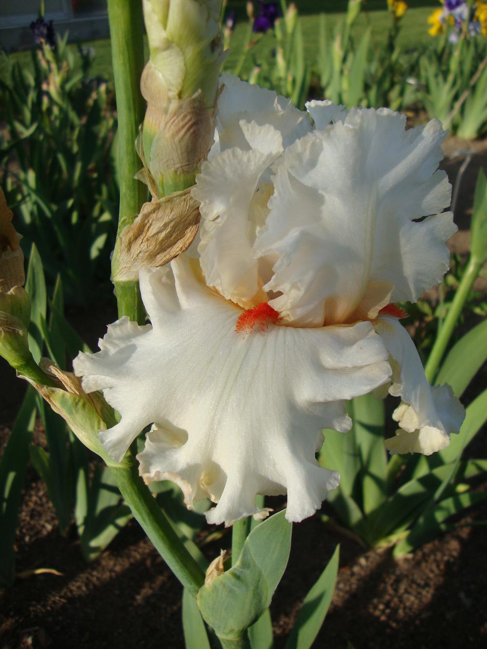 Photo of Tall Bearded Iris (Iris 'Jersey Bounce') uploaded by Paul2032