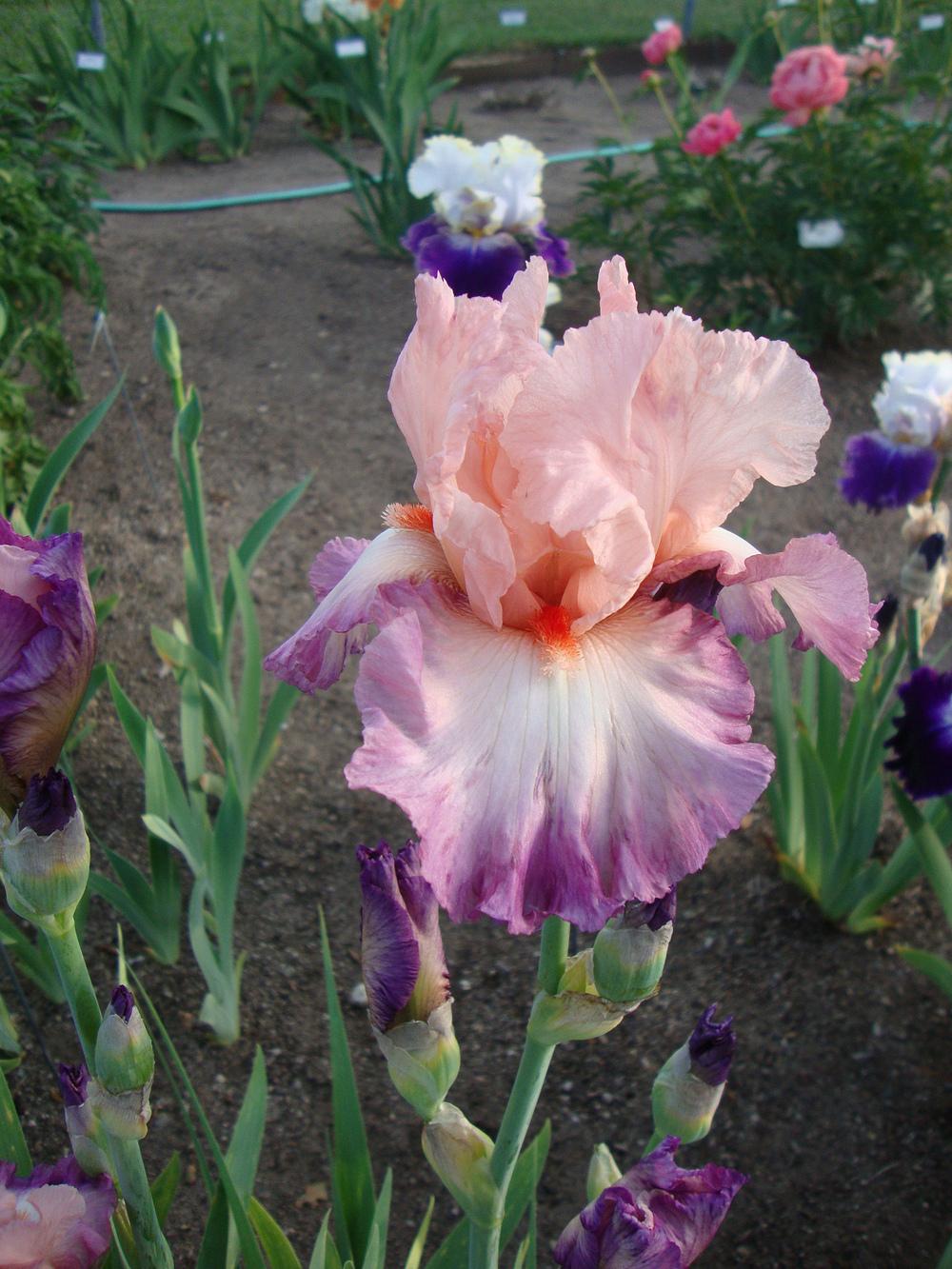 Photo of Tall Bearded Iris (Iris 'My Ginny') uploaded by Paul2032