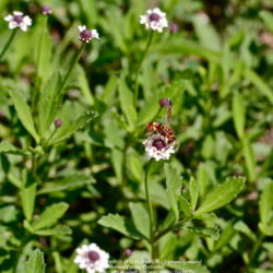
Date: 2012-05-17 
Fast spreading native evergreen ground cover. Good nectar plant f