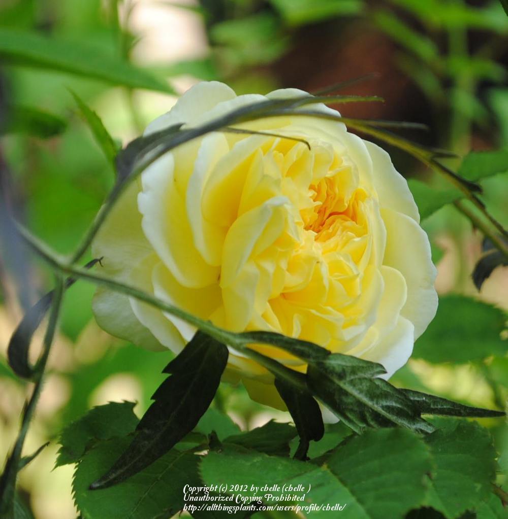 Photo of Rose (Rosa 'The Pilgrim') uploaded by chelle