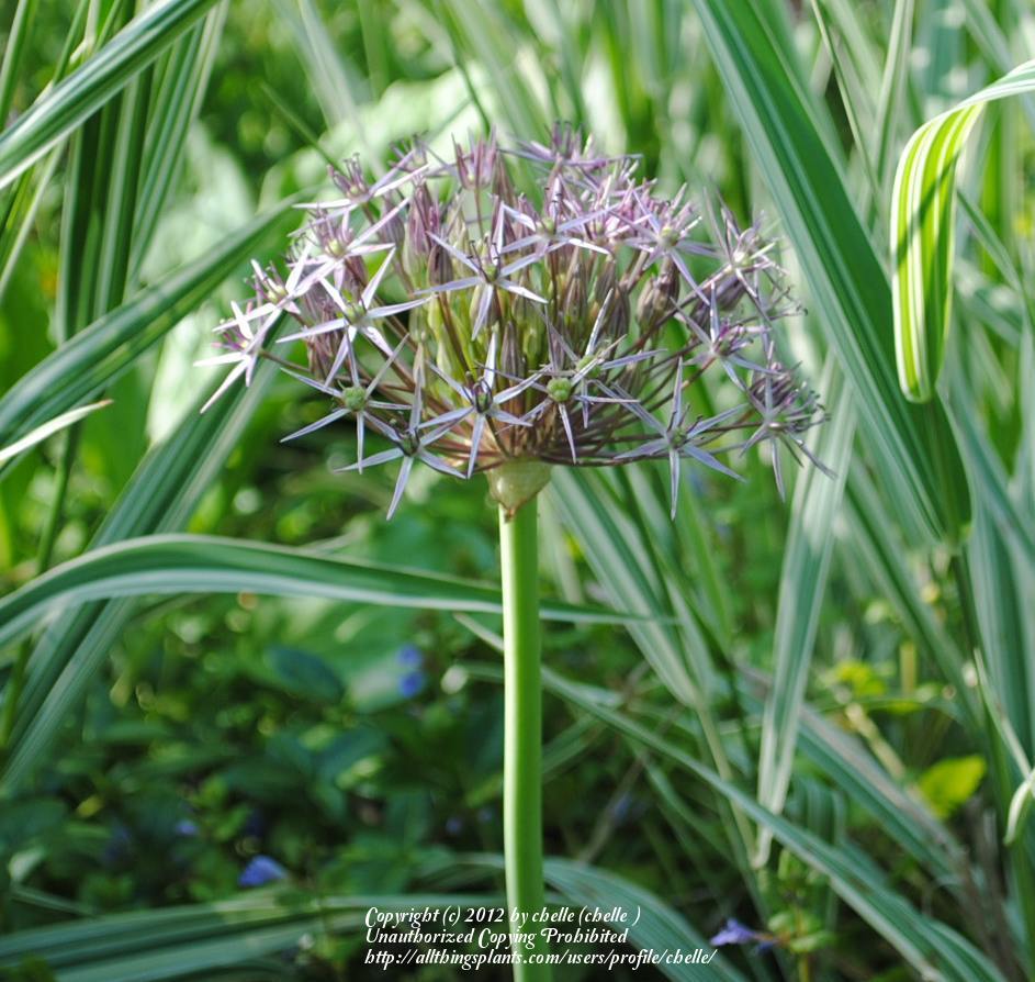Photo of Stars of Persia (Allium cristophii) uploaded by chelle