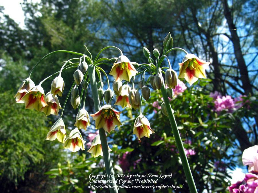 Photo of Mediterranean Bells (Allium siculum) uploaded by eclayne