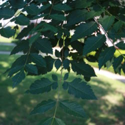 Location: Yukon, Oklahoma
Date: 2012-05-22
leaves on slender branch