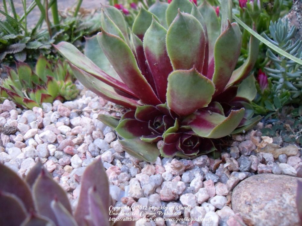 Photo of Hen and Chicks (Sempervivum tectorum 'Rouge') uploaded by picklepuff