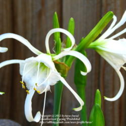 Location: At our garden - Central Valley area, CA
Date: 2012-05-23
More blooms lining up for the Hymenocallis ismene x festalis