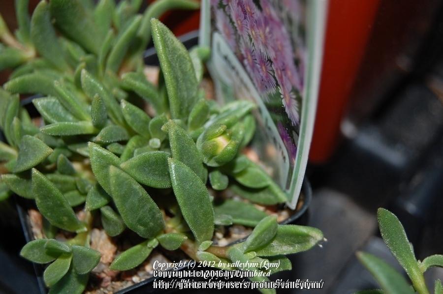 Photo of Ice Plant (Delosperma Lavender Ice™) uploaded by valleylynn