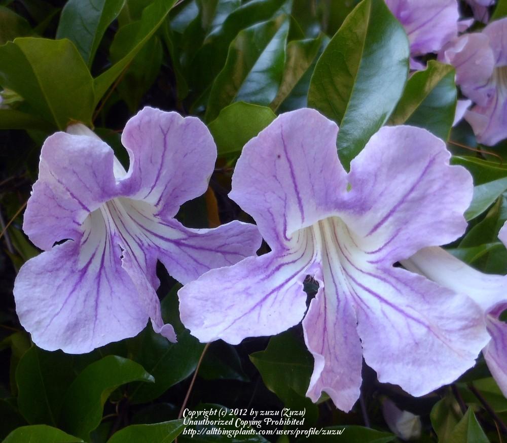 Photo of Lavender Trumpet Vine (Bignonia callistegioides) uploaded by zuzu