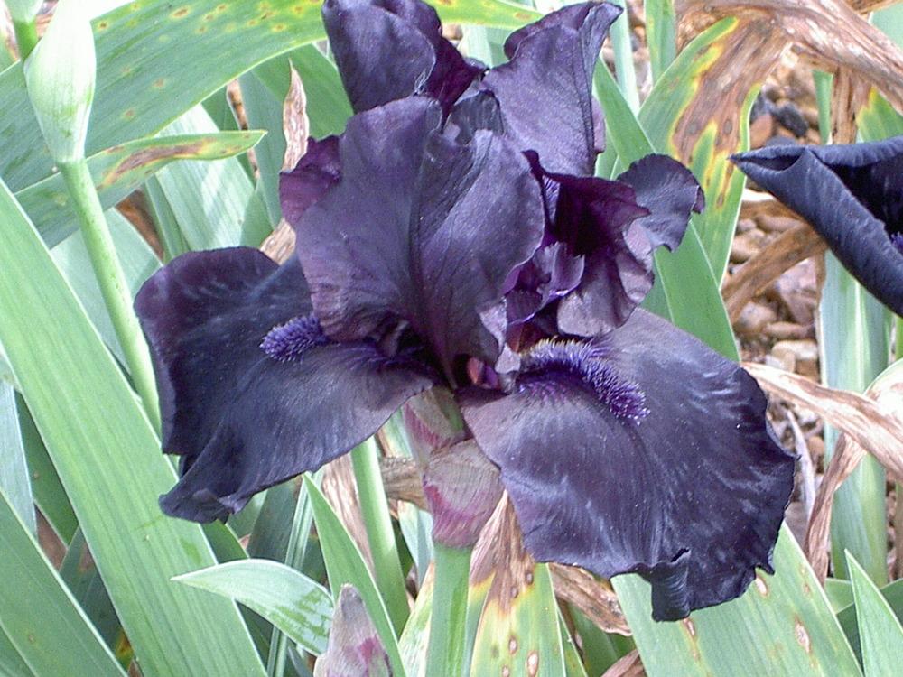 Photo of Tall Bearded Iris (Iris 'Before the Storm') uploaded by Muddymitts