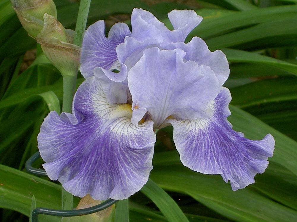 Photo of Tall Bearded Iris (Iris 'Inside Job') uploaded by Muddymitts