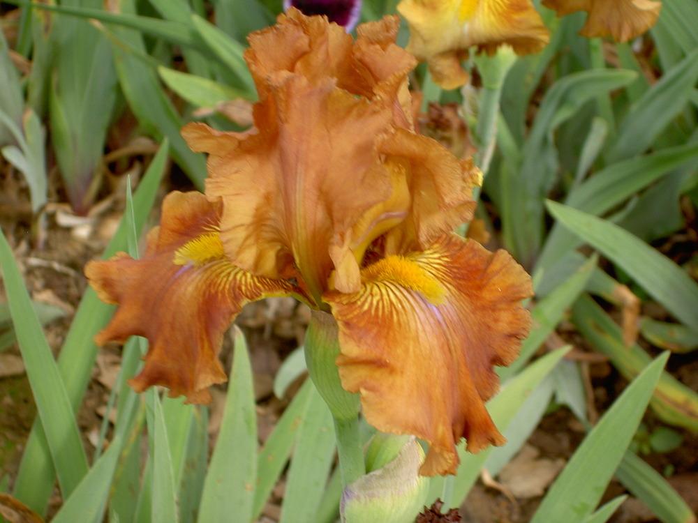 Photo of Tall Bearded Iris (Iris 'Boss Tweed') uploaded by Muddymitts