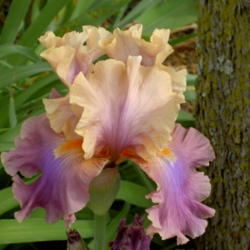 Location: Western Kentucky
Date: April 2012
Simply gorgeous -- my favorite Iris!