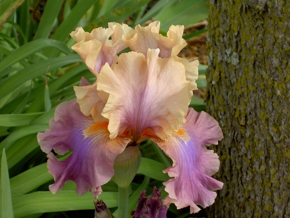 Photo of Tall Bearded Iris (Iris 'Chasing Rainbows') uploaded by Muddymitts
