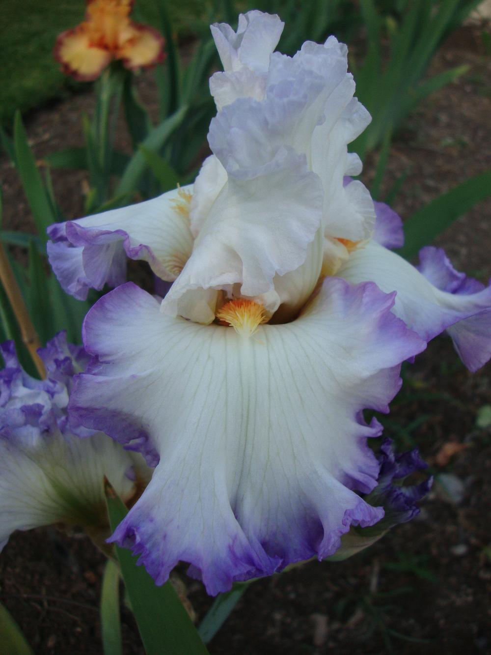 Photo of Tall Bearded Iris (Iris 'Round of Applause') uploaded by Paul2032
