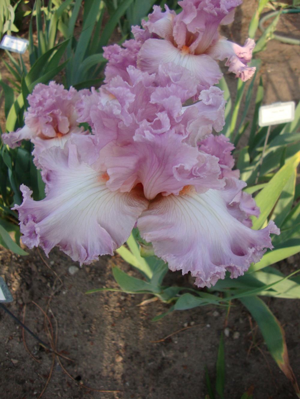 Photo of Tall Bearded Iris (Iris 'Vienna Waltz') uploaded by Paul2032