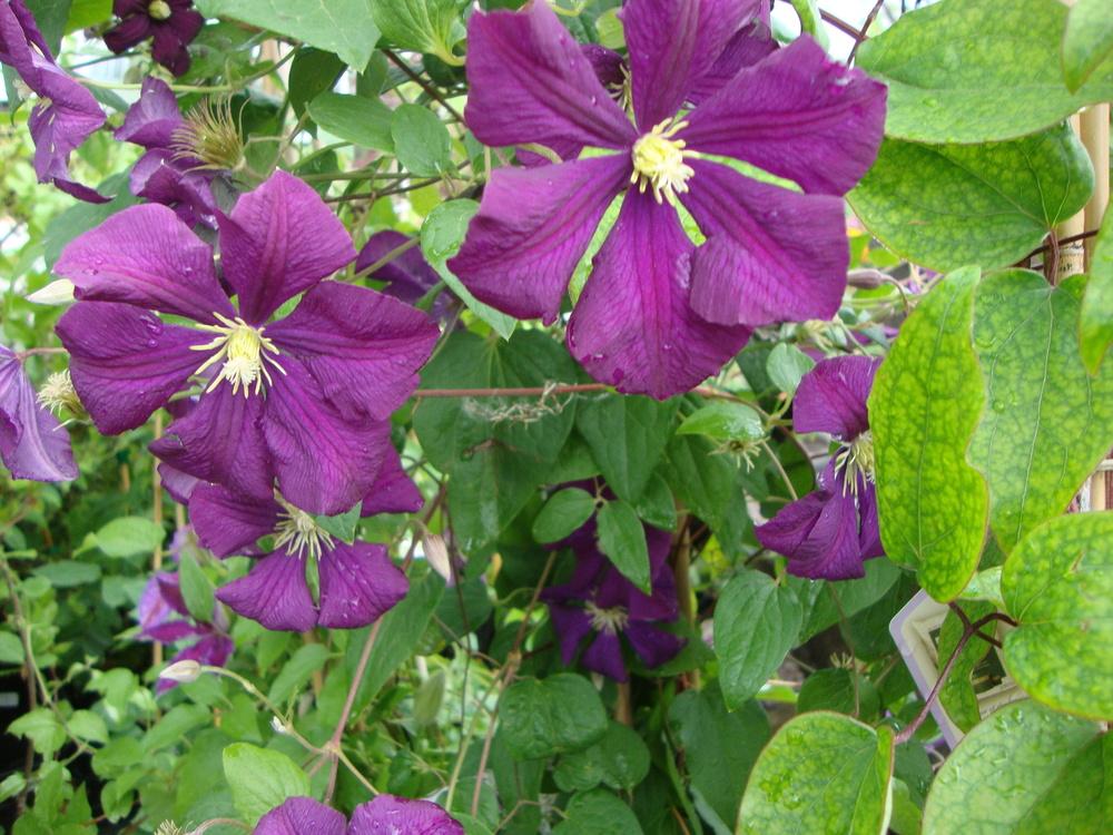Photo of Clematis (Clematis viticella 'Etoile Violette') uploaded by Paul2032