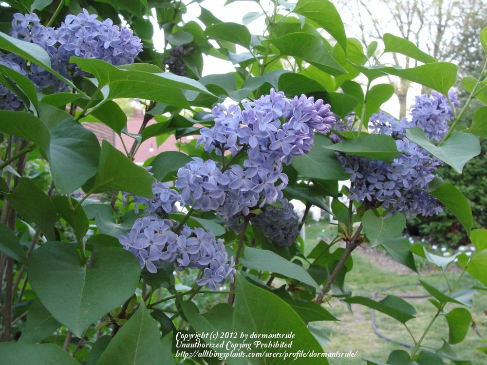 Photo of French Lilac (Syringa vulgaris 'President Lincoln') uploaded by dormantsrule