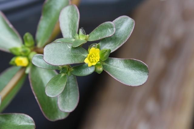 Photo of Common Purslane (Portulaca oleracea) uploaded by gingin