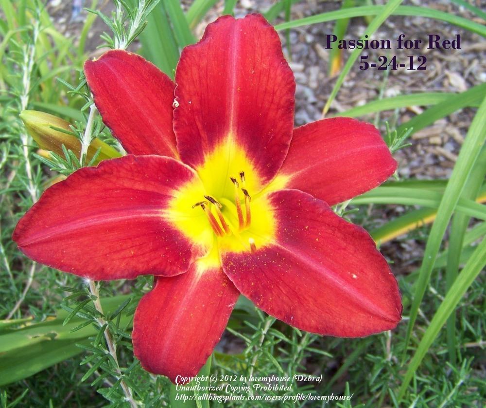 Photo of Daylily (Hemerocallis 'Passion for Red') uploaded by lovemyhouse