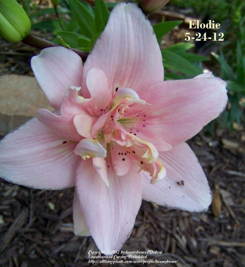 Photo of Lily (Lilium 'Elodie') uploaded by lovemyhouse