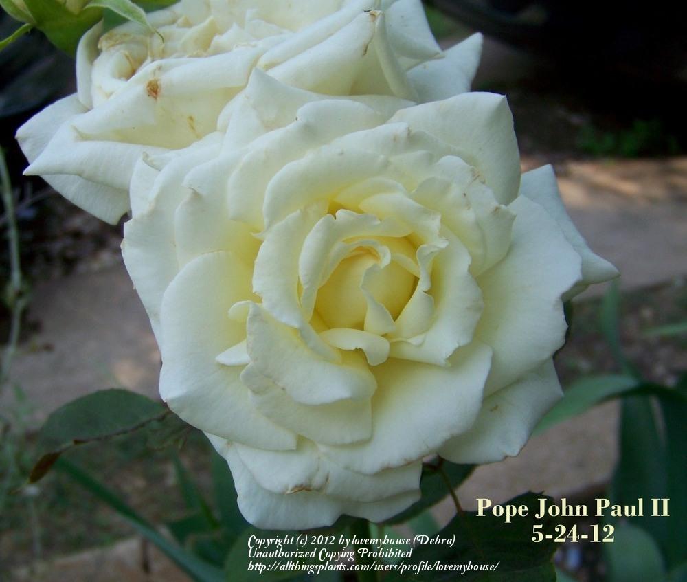 Photo of Rose (Rosa 'Pope John Paul II') uploaded by lovemyhouse