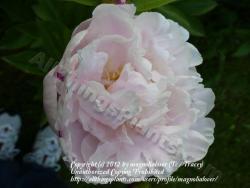 Thumb of 2012-05-24/magnolialover/319146