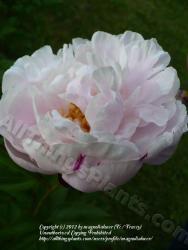 Thumb of 2012-05-24/magnolialover/6e8b47