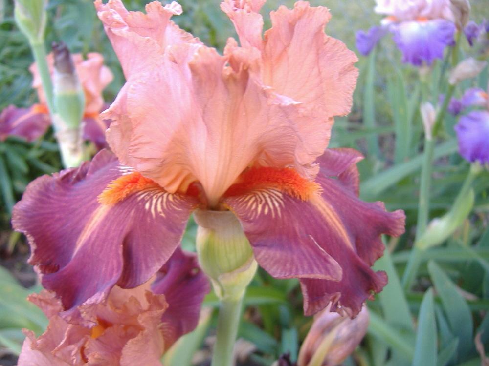 Photo of Tall Bearded Iris (Iris 'Outrageous Fortune') uploaded by tveguy3