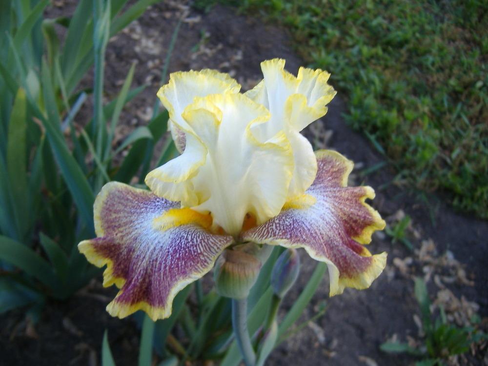 Photo of Tall Bearded Iris (Iris 'Carnival Ride') uploaded by tveguy3