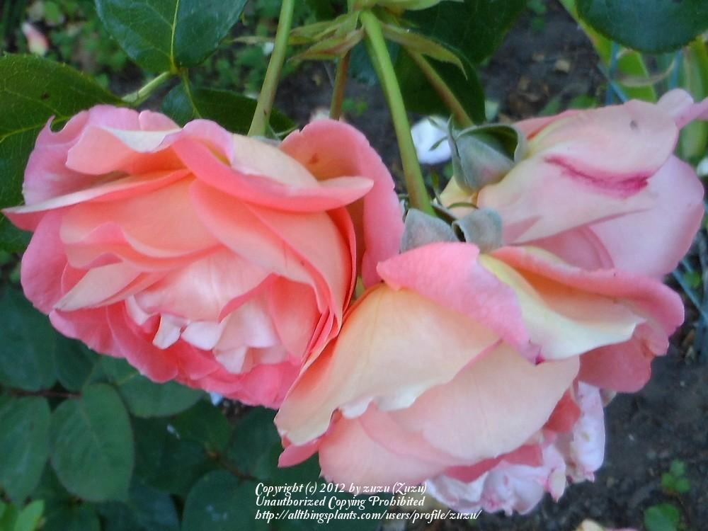 Photo of Rose (Rosa 'Bonita Renaissance') uploaded by zuzu