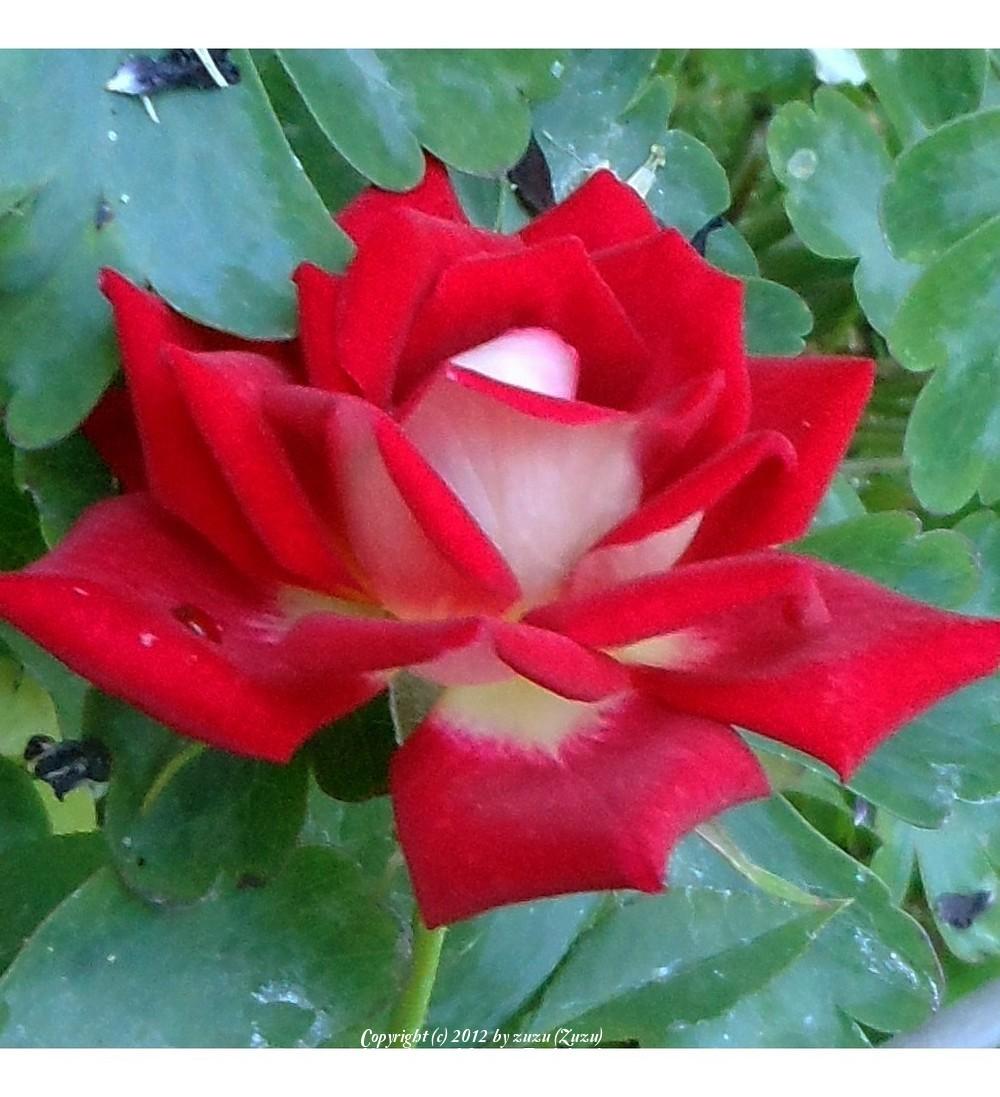 Photo of Rose (Rosa 'Biola Centennial') uploaded by zuzu