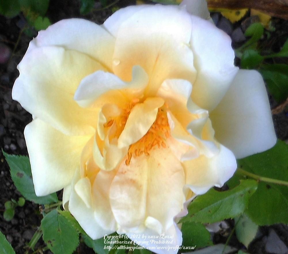 Photo of Rose (Rosa 'Angel Wings') uploaded by zuzu