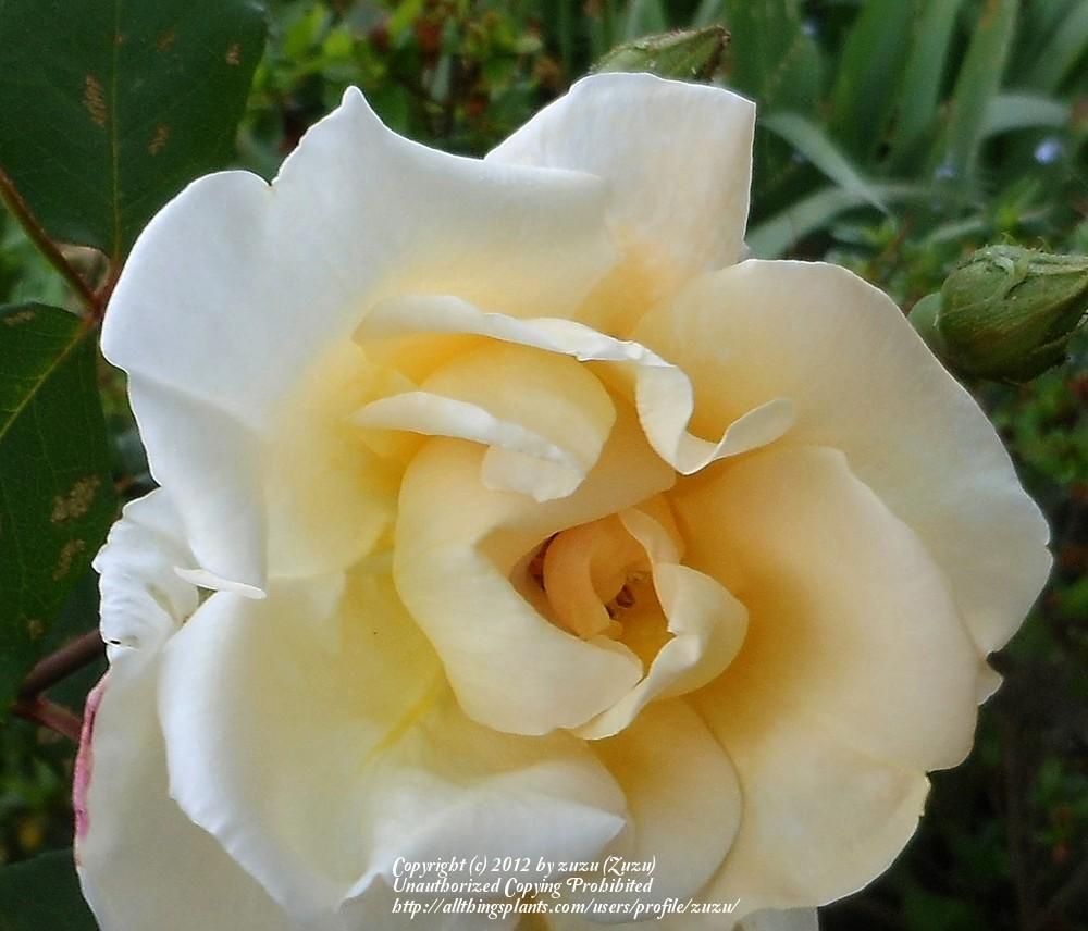 Photo of Rose (Rosa 'Bishop Darlington') uploaded by zuzu