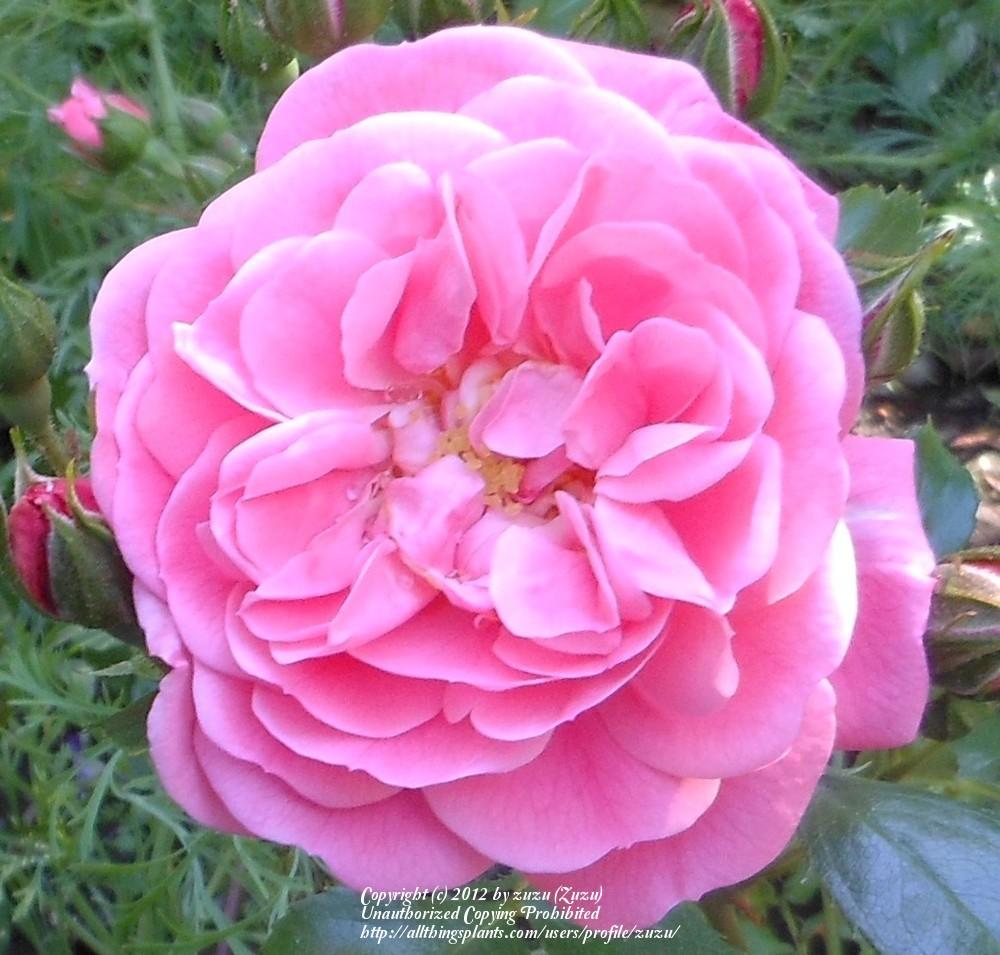 Photo of Rose (Rosa 'Bluhendes Barock') uploaded by zuzu