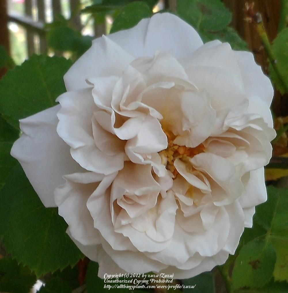 Photo of Rose (Rosa 'Ash Wednesday') uploaded by zuzu