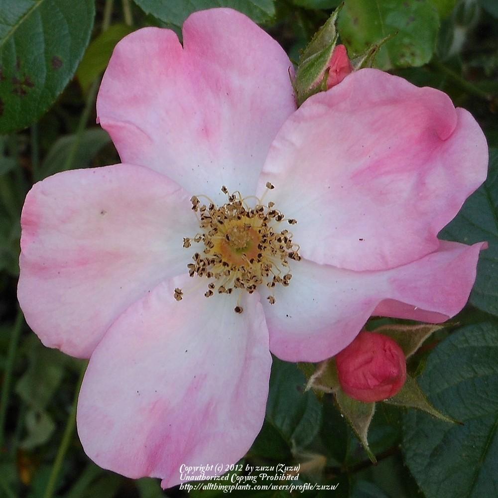 Photo of Rose (Rosa 'Bubblicious') uploaded by zuzu