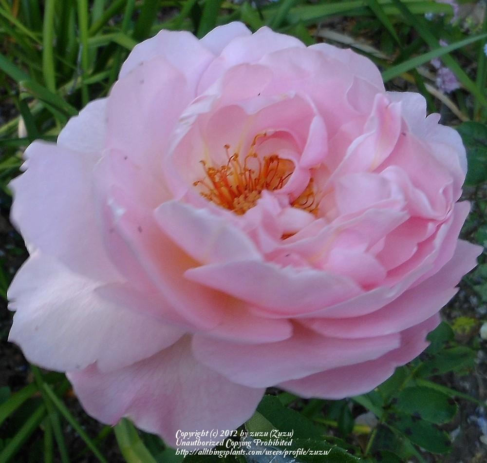 Photo of Rose (Rosa 'Belle Story') uploaded by zuzu