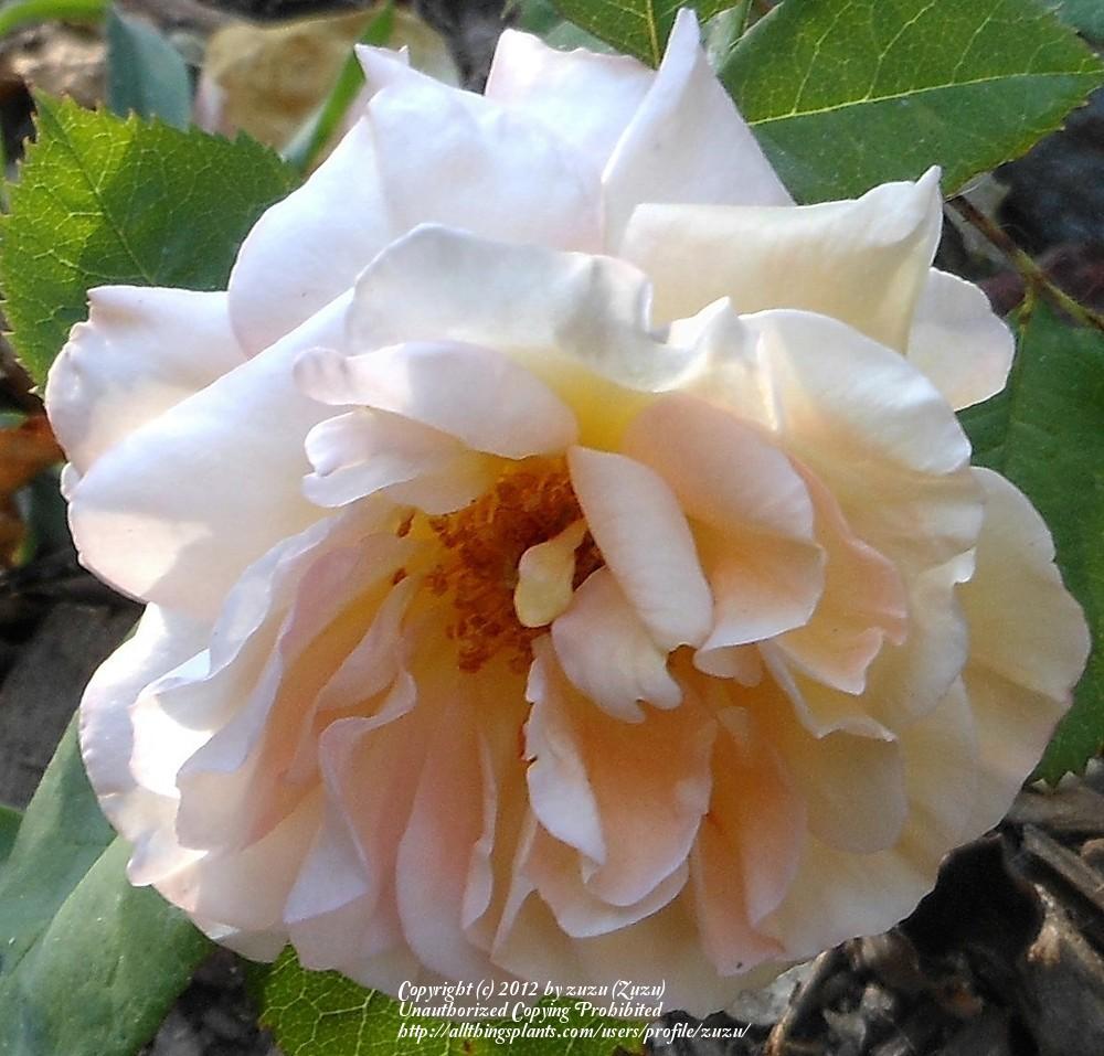 Photo of Rose (Rosa 'Amberlight') uploaded by zuzu