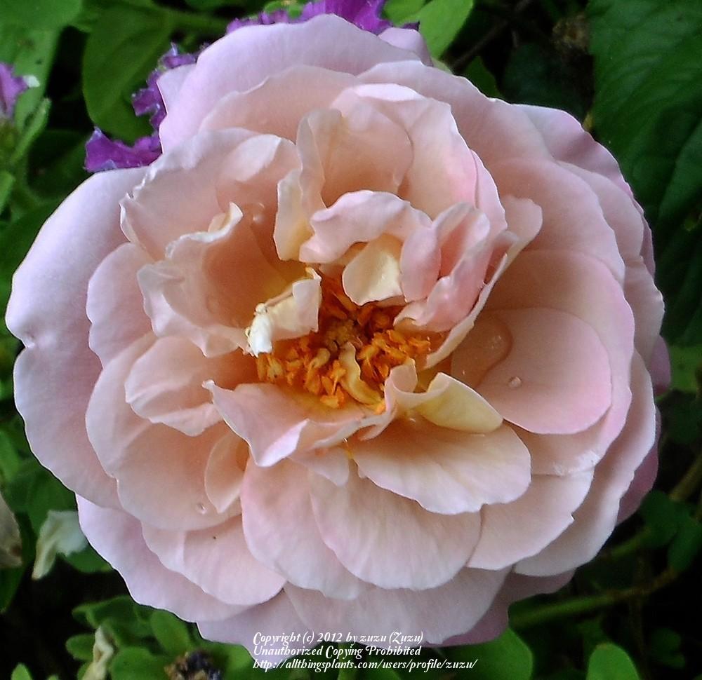 Photo of Rose (Rosa 'Brownie') uploaded by zuzu