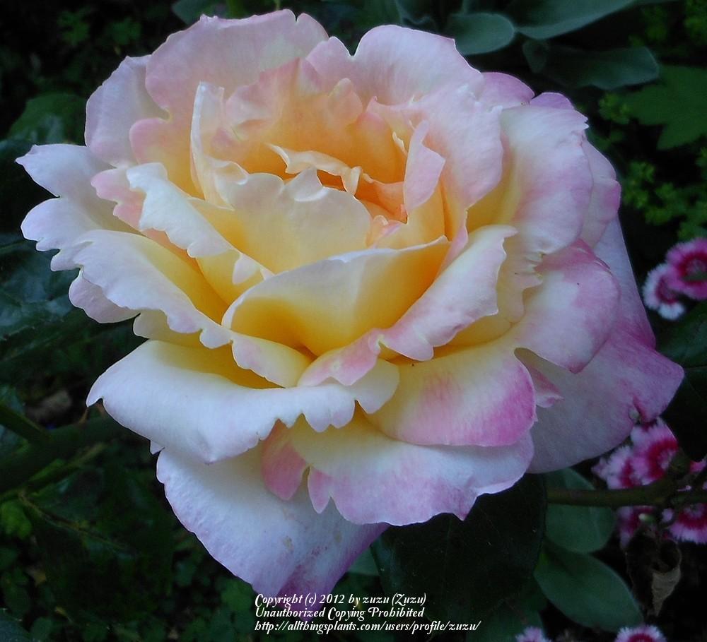 Photo of Rose (Rosa 'Broadway') uploaded by zuzu
