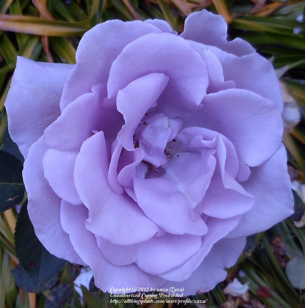 Photo of Rose (Rosa 'Blue Skies') uploaded by zuzu