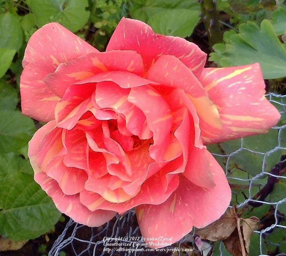 Photo of Rose (Rosa 'Anvil Sparks') uploaded by zuzu