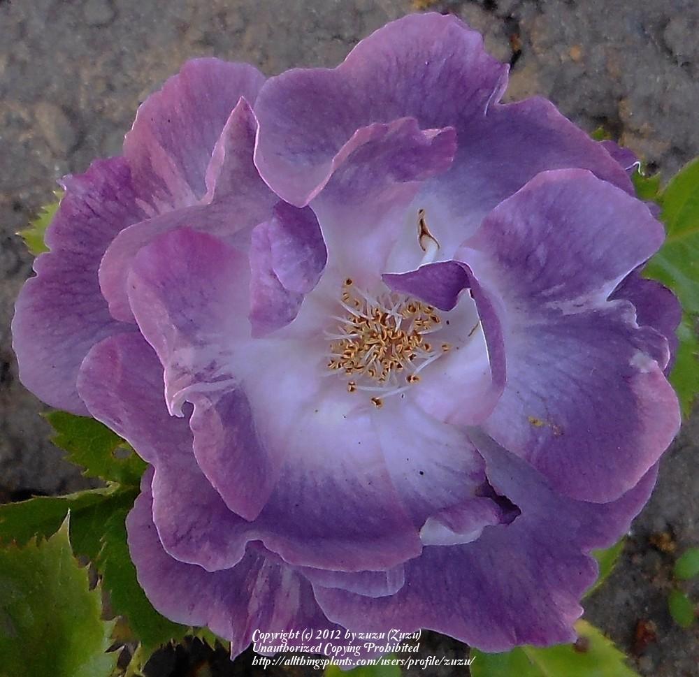 Photo of Floribunda Rose (Rosa 'Blue for You') uploaded by zuzu