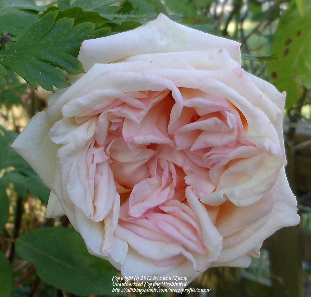 Photo of Rose (Rosa 'Baronne Henriette Snoy') uploaded by zuzu