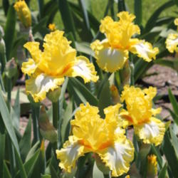 Location: Napa Iris gardens
Date: 2012-04-30