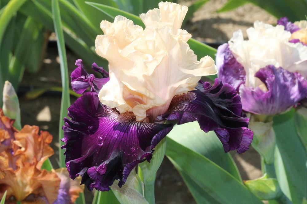 Photo of Tall Bearded Iris (Iris 'Crowns for Credit') uploaded by ARUBA1334