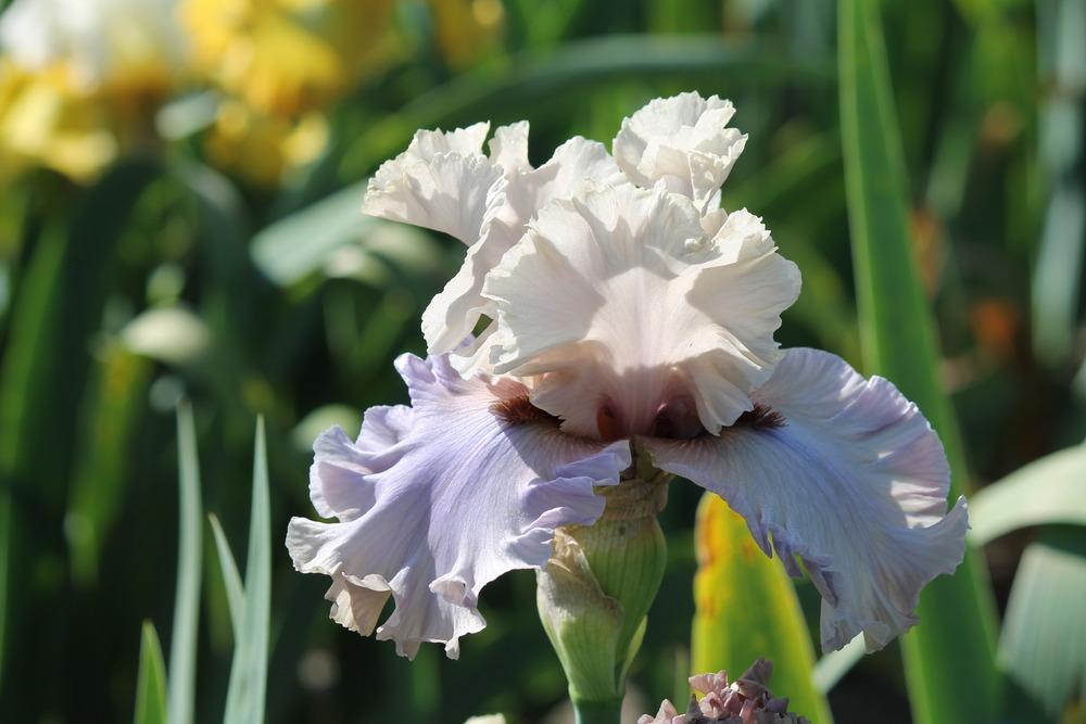 Photo of Tall Bearded Iris (Iris 'Enter the Dragon') uploaded by ARUBA1334
